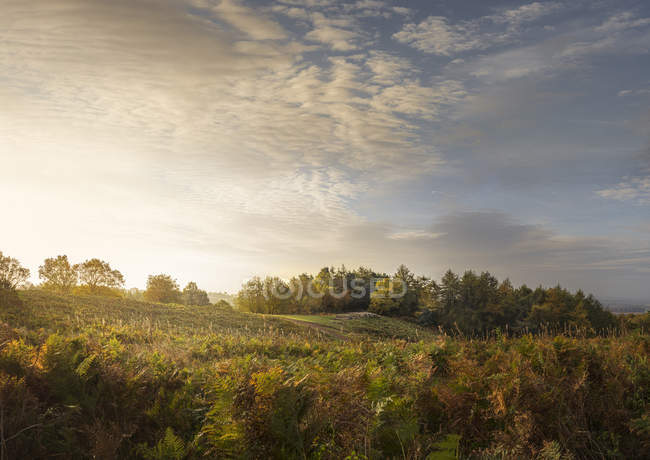 View of bracken and hills at sunrise — Stock Photo