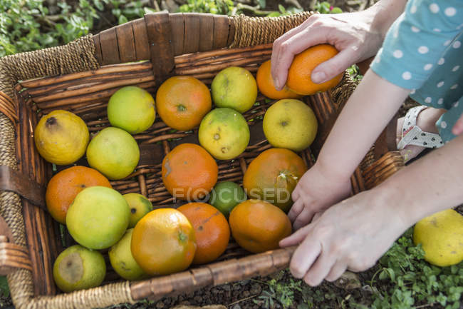 Hembra y niño pequeño manos en cesta de naranjas cosechadas - foto de stock