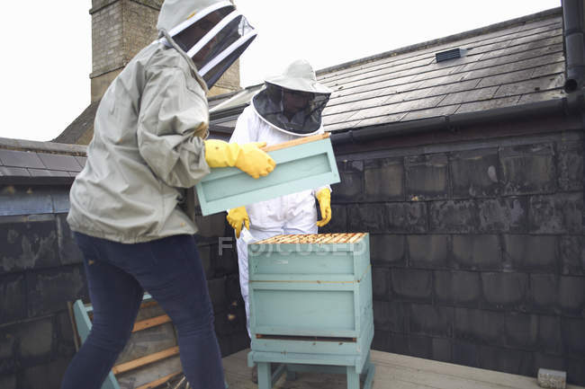 Dos apicultoras, inspeccionando la colmena - foto de stock