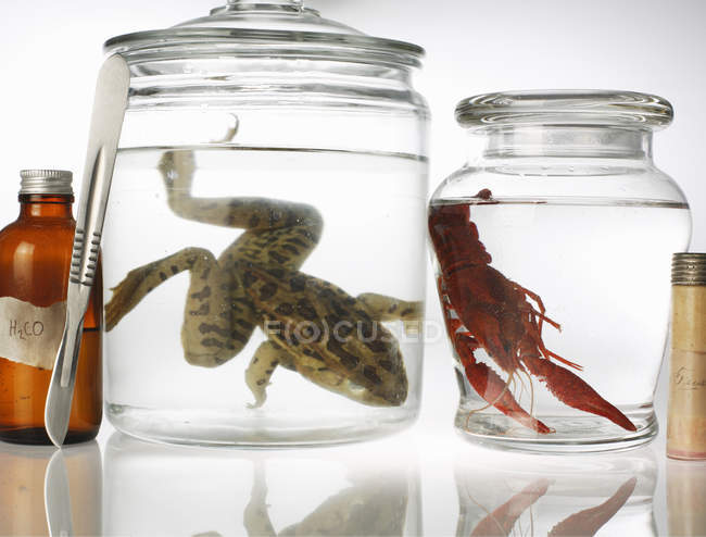 Preserved toad and crayfish in glass jars — Stock Photo