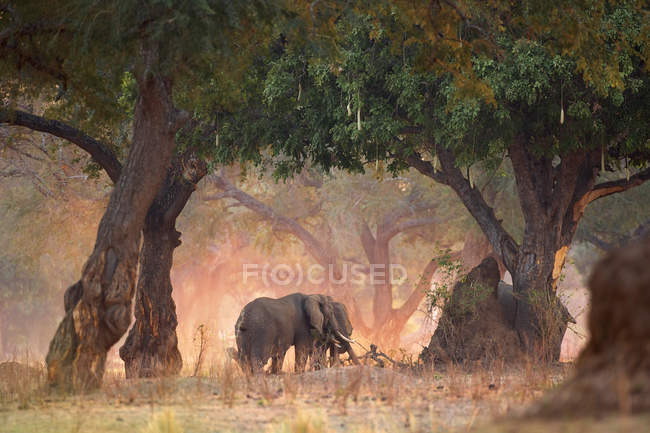 Слони або проте Африкана в Acacia і ковбаса дерево woodlands на світанку, Мана басейни Національний парк, Зімбабве — стокове фото