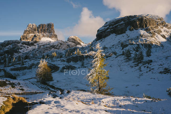 Snowcapped peaks and fir trees in sunlight — Stock Photo
