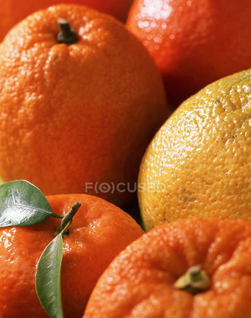 Primer plano de naranjas frescas con hojas - foto de stock