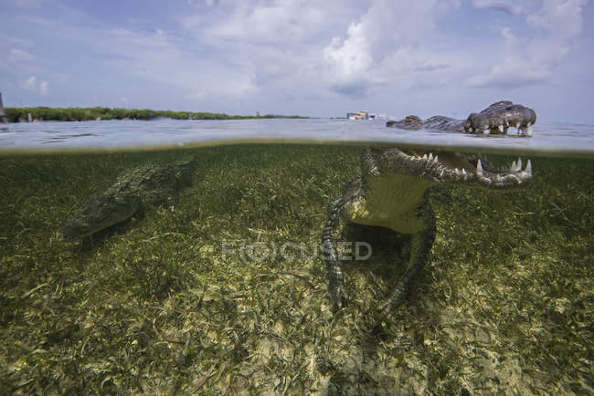Coccodrilli americani o crocodylus acutus nell'atollo di Chinchorro, Messico — Foto stock