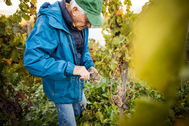 Senior man cutting grapes from vine in vineyard — Stock Photo