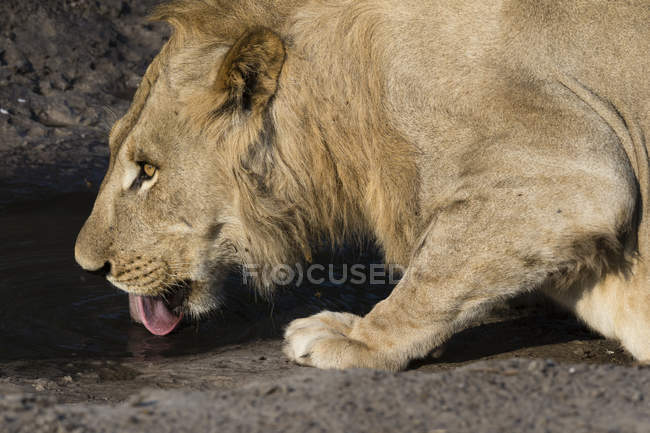 Vista parcial da água potável do leão, Botsuana — Fotografia de Stock