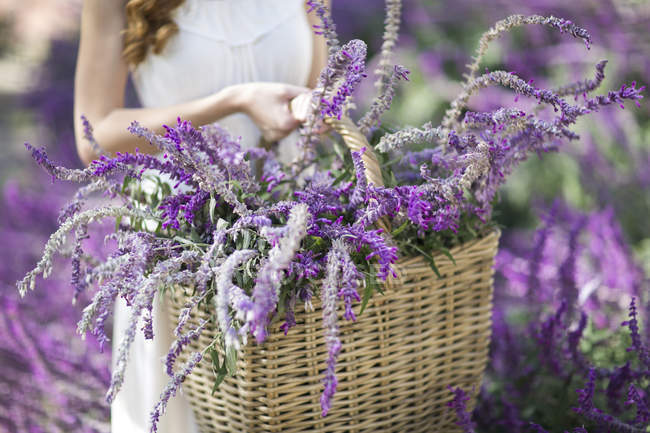 Schnittwunden an junger Frau im Garten, die Korb mit lila Blumen trägt — Stockfoto
