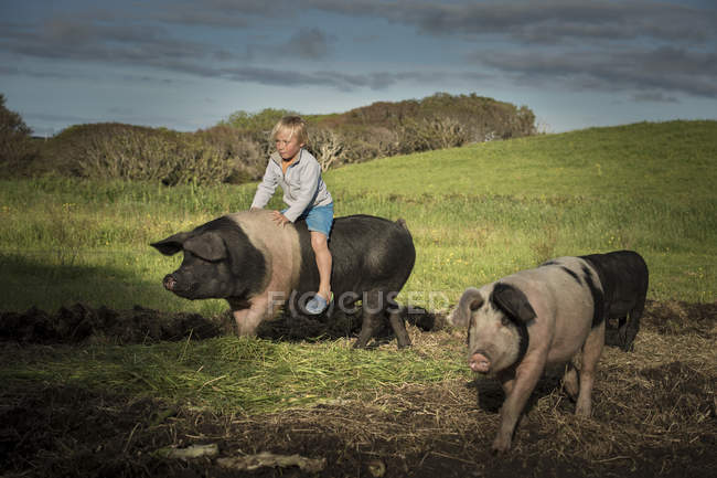Jeune garçon chevauchant un gros cochon sur une colline — Photo de stock