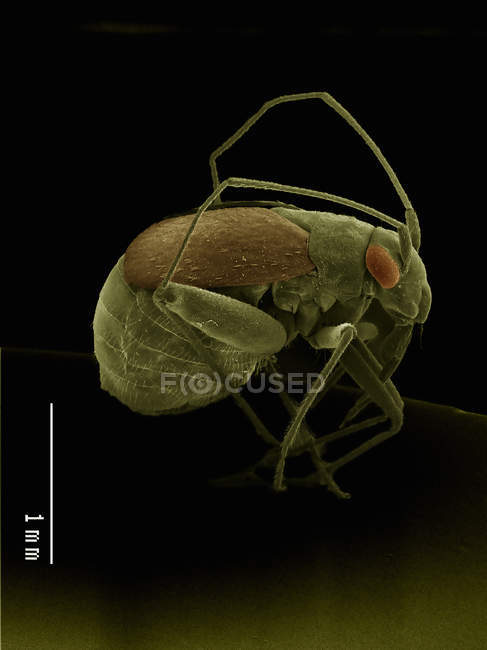 Сканирование электронного микрографа настоящих гемиптеров жуков — стоковое фото
