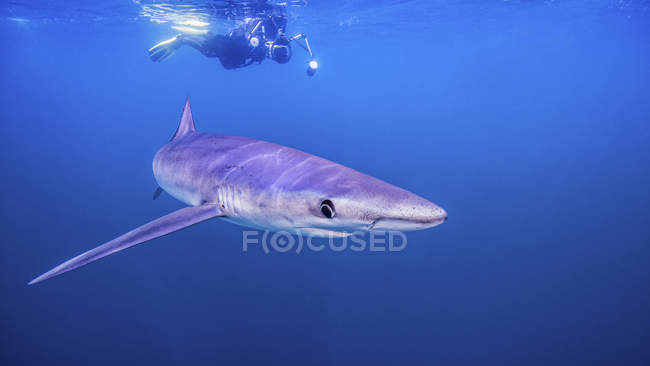 Underwater view of diver swimming above shark, San Diego, California, USA — Stock Photo