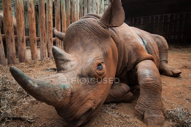 Rinoceronte órfão em abrigo de resgate, Nairobi, Quénia — Fotografia de Stock