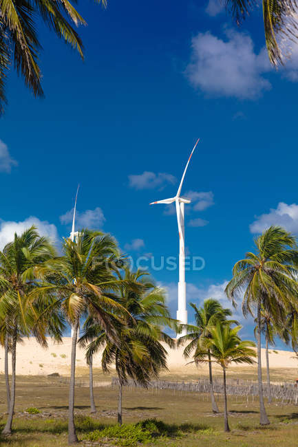 Вітрові турбіни і долоні під блакитним небом — стокове фото