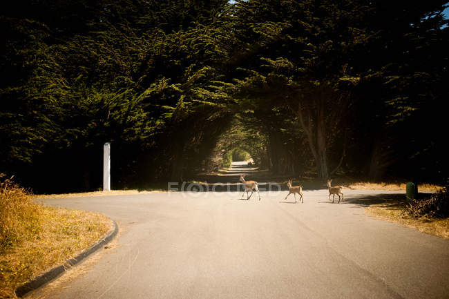 Veados que atravessam a estrada — Fotografia de Stock