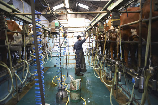 Agricultor ordenha vacas na fazenda leiteira, usando máquinas de ordenha — Fotografia de Stock