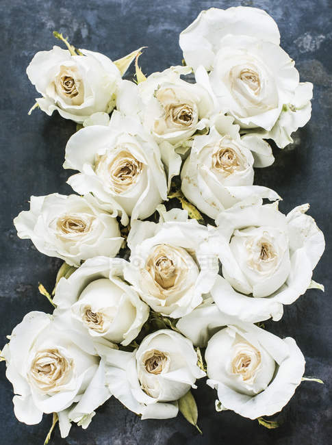 Вид сверху на белые розы на бетонной поверхности — стоковое фото