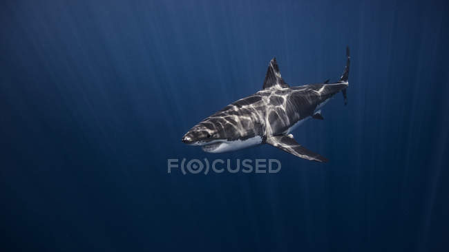 Great White shark swimming under water — Stock Photo