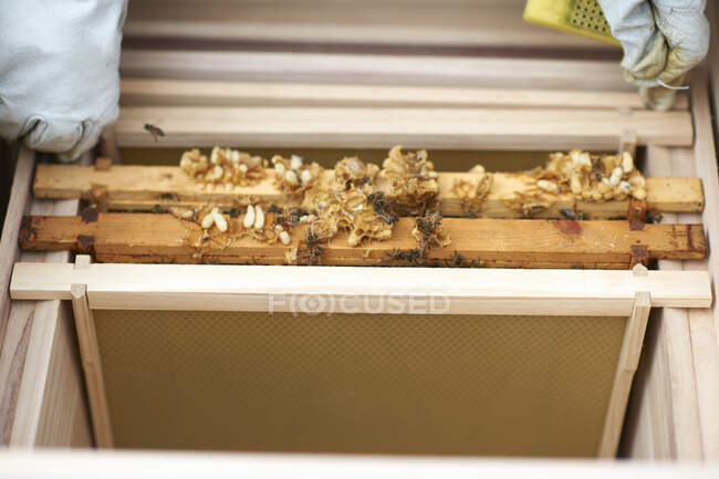 Beekeeper inspecting hive frame from hive, close-up — Stock Photo
