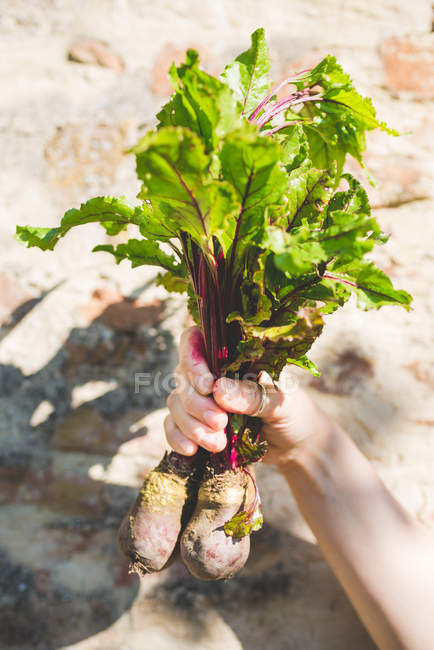Frauenhand hält Rote-Beete-Bündel im Garten — Stockfoto