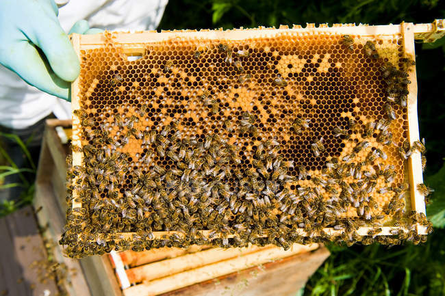 Vista recortada del apicultor revisando la colmena - foto de stock