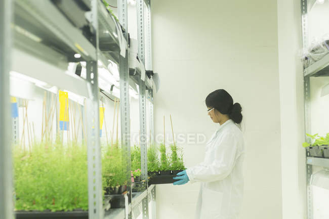 Científica femenina retirando muestras de plantas en laboratorio de invernadero - foto de stock