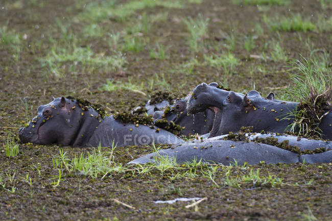 Wild hippopotamuses in water, okavango delta, botswana — Stock Photo