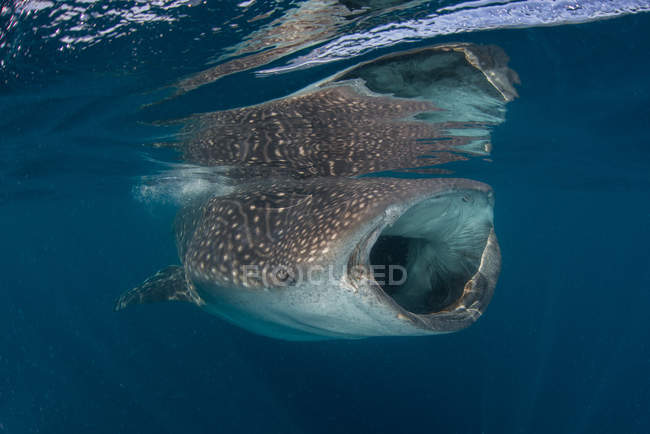 Squalo balena che nuota sott'acqua a bocca aperta — Foto stock