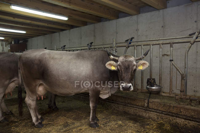 Portrait de vache laitière dans un hangar, Sattelbergalm, Tyrol, Autriche — Photo de stock