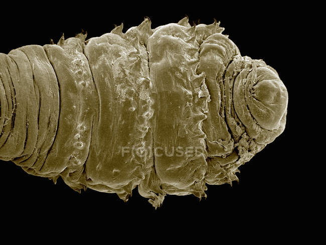 Сканирующий электронный микрограф человеческой бот-мухи — стоковое фото
