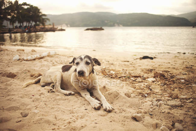 Cão vadio deitado na praia arenosa — Fotografia de Stock