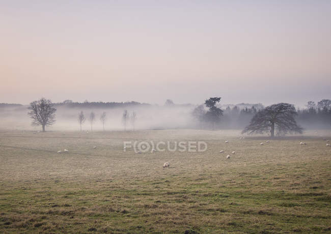 Pastoreio de ovinos em campo nebuloso ao nascer do sol — Fotografia de Stock