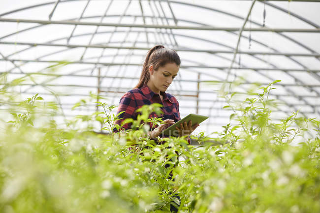 Woman in polytunnel using digital tablet — Stock Photo