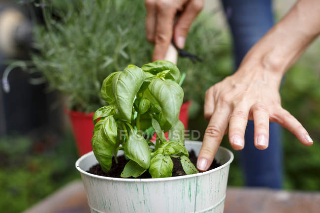 Vista cortada de mãos plantando manjericão em vaso — Fotografia de Stock