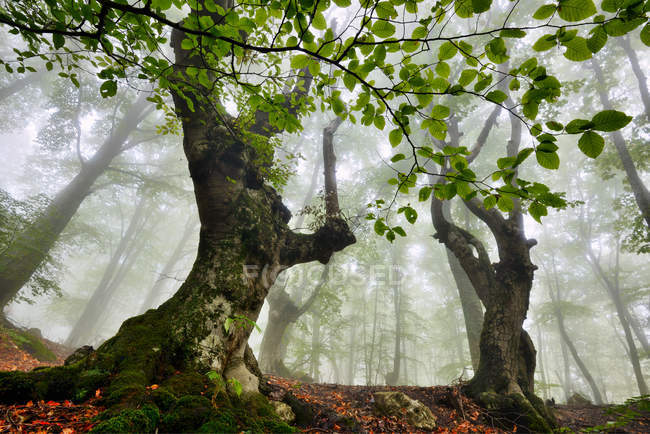 Vue en angle bas de la forêt brumeuse, Crimée, Ukraine — Photo de stock