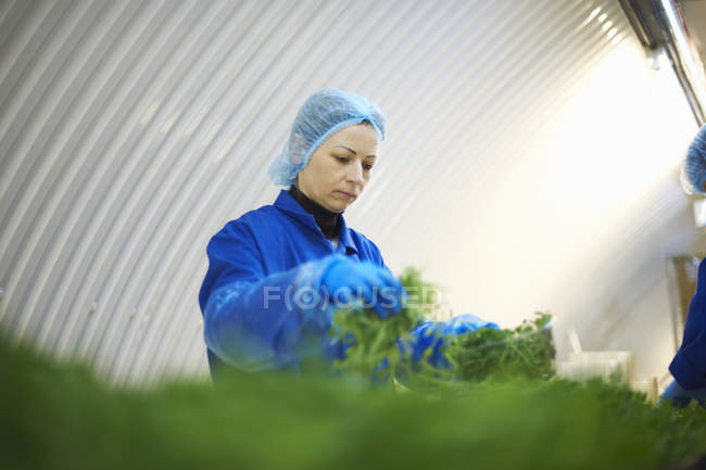 Woman on production line wearing hair net packaging vegetables — Stock Photo