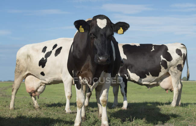 Portrait of curious cow in field, evening, Aagtekerke, Zeeland, Netherlands — Stock Photo