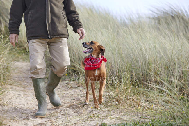 Man walking pet dog on sand dunes, Constantine Bay, Cornovaglia, Regno Unito — Foto stock