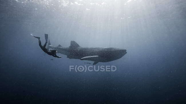 Buceador nadando con Tiburón Ballena, vista submarina, Cancún, México - foto de stock