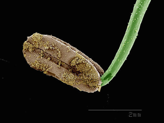 Micrographie électronique à balayage de l'anthère avec pollen d'helleborus — Photo de stock