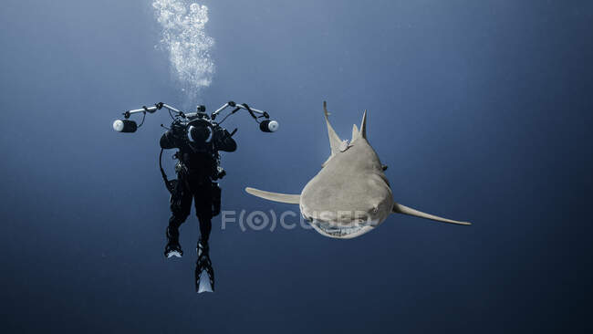 Scuba diver swimming with lemon shark, underwater view — Stock Photo