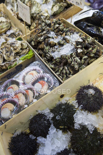 Рыночная лавка с раковиной и морскими ежками, Майорка, Испания — стоковое фото