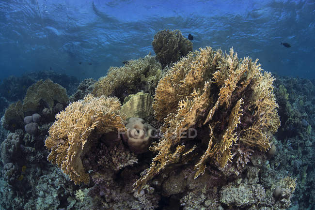Primer plano tiro de arrecife de coral bajo el agua - foto de stock