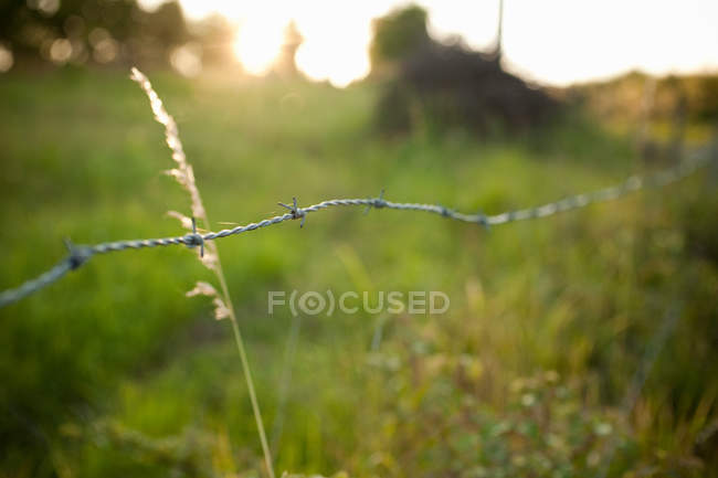 Barbed wire fence on green field, close up shot — Stock Photo