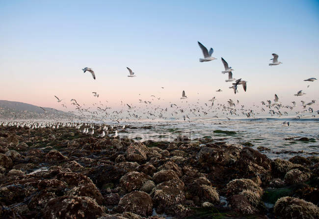 Seagulls flying over rocky Malibu beach, California, USA — Stock Photo