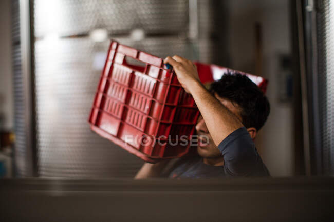 Young man carrying harvested grapes in vineyard crate on shoulder — Stock Photo