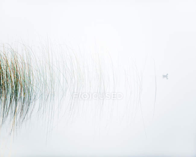Herbe dans le lac, canard nageant dans le brouillard — Photo de stock