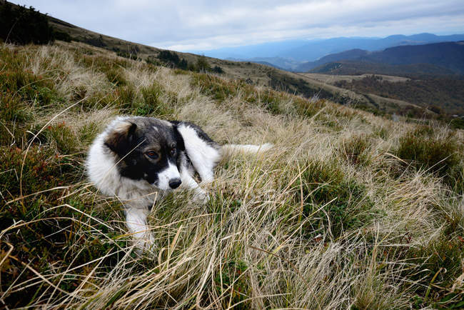 Собака отдыхает на склоне холма под облачным небом — стоковое фото