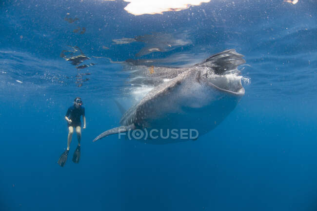 Unterwasseraufnahme eines Schnorchlers, der die Fütterung von Walhaien beobachtet, Isla Mujeres, Quintana Roo, Mexiko — Stockfoto
