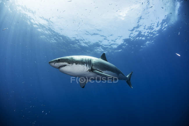 Велика біла акула плаває під водою — стокове фото