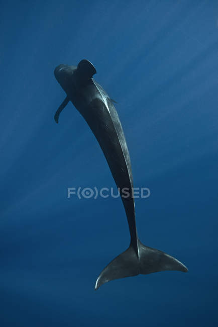 Vista subaquática da baleia-piloto, Revillagigedo Islands, Colima, México — Fotografia de Stock