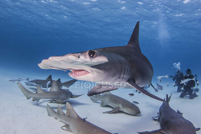 Grande tubarão-martelo com tubarões-enfermeira, vista subaquática — Fotografia de Stock